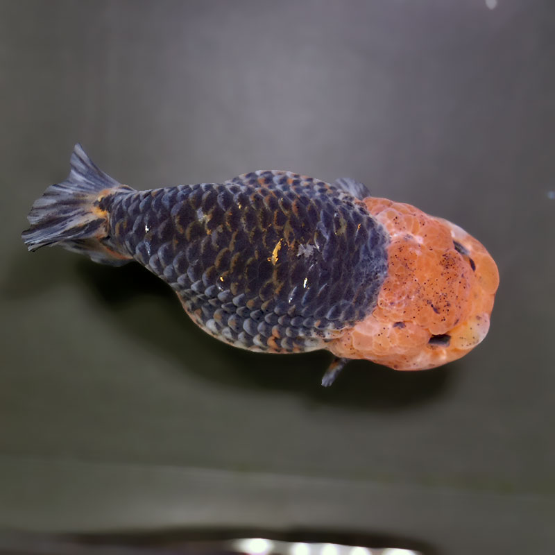 【金魚王子】キリンらんちゅう 11.5cm前後 (個体番号：xsw302) 金魚 きんぎょ 生体 らんちゅう 厳選個体