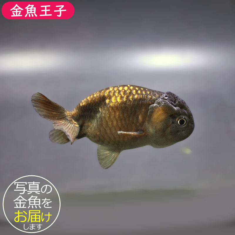 らんちゅう他 金魚王子】ブラックらんちゅう 7±1cm前後 (個体番号：xsw985) 金魚