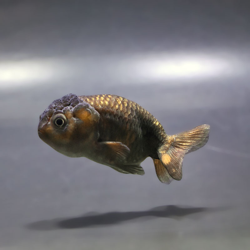 らんちゅう他 金魚王子】ブラックらんちゅう 7±1cm前後 (個体番号：xsw985) 金魚
