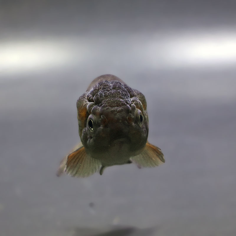 金魚王子】ブラックらんちゅう 7±1cm前後 (個体番号：xsw985) 金魚