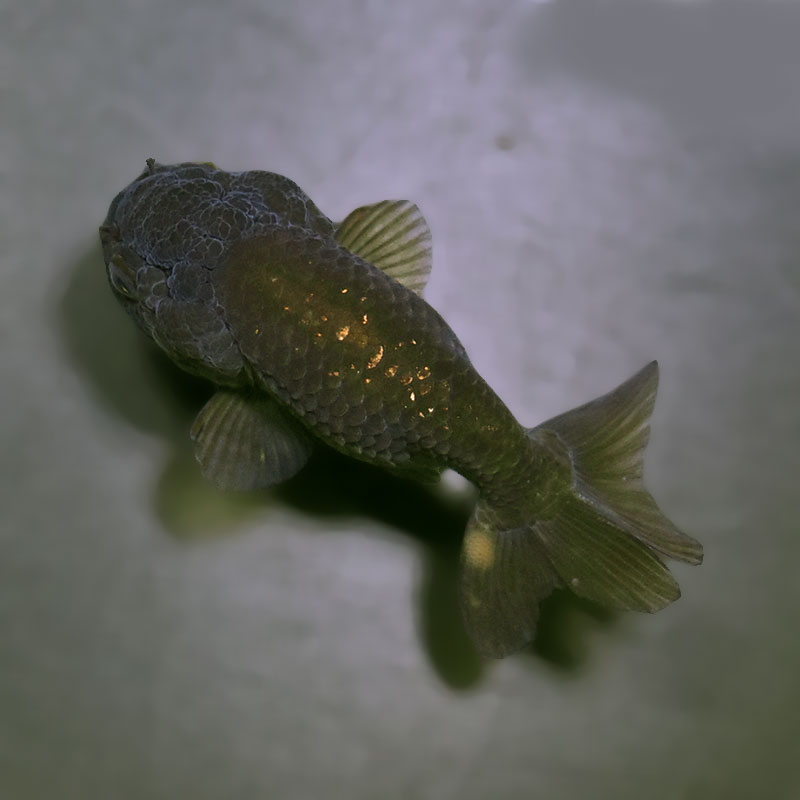 金魚王子】ブラックらんちゅう 7±1cm前後 (個体番号：xsw985) 金魚