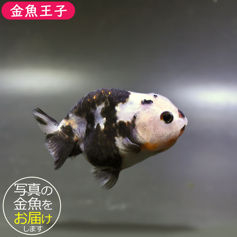 金魚王子】変わり柄らんちゅう 8cm前後 (個体番号：zaq261) 金魚