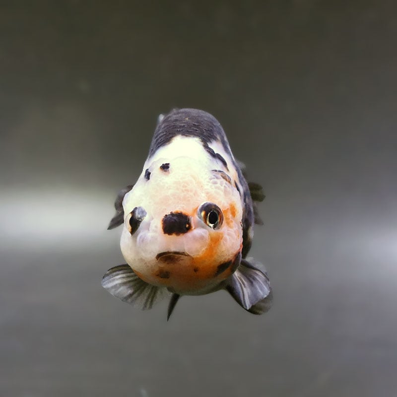 らんちゅう他 金魚王子】変わり柄らんちゅう 8cm前後 (個体番号：zaq261) 金魚
