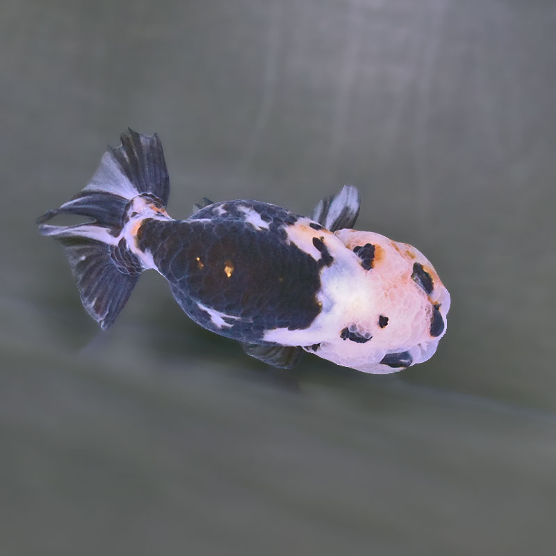 らんちゅう他 金魚王子】変わり柄らんちゅう 8cm前後 (個体番号：zaq261) 金魚