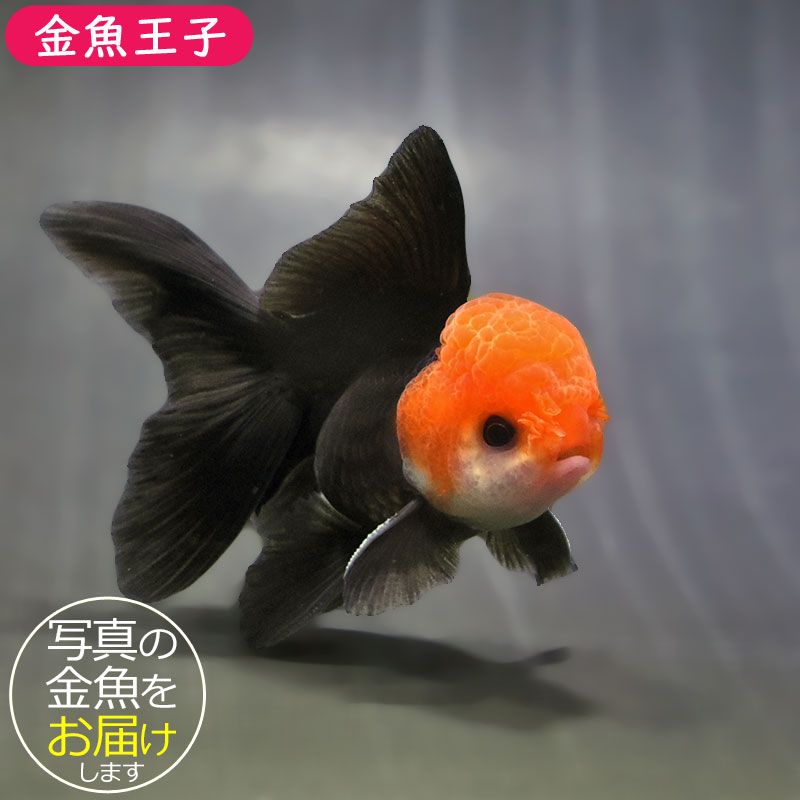 金魚 金魚王子】トリカラーオランダ 9±1cm前後 (個体番号：zaq623) 金魚
