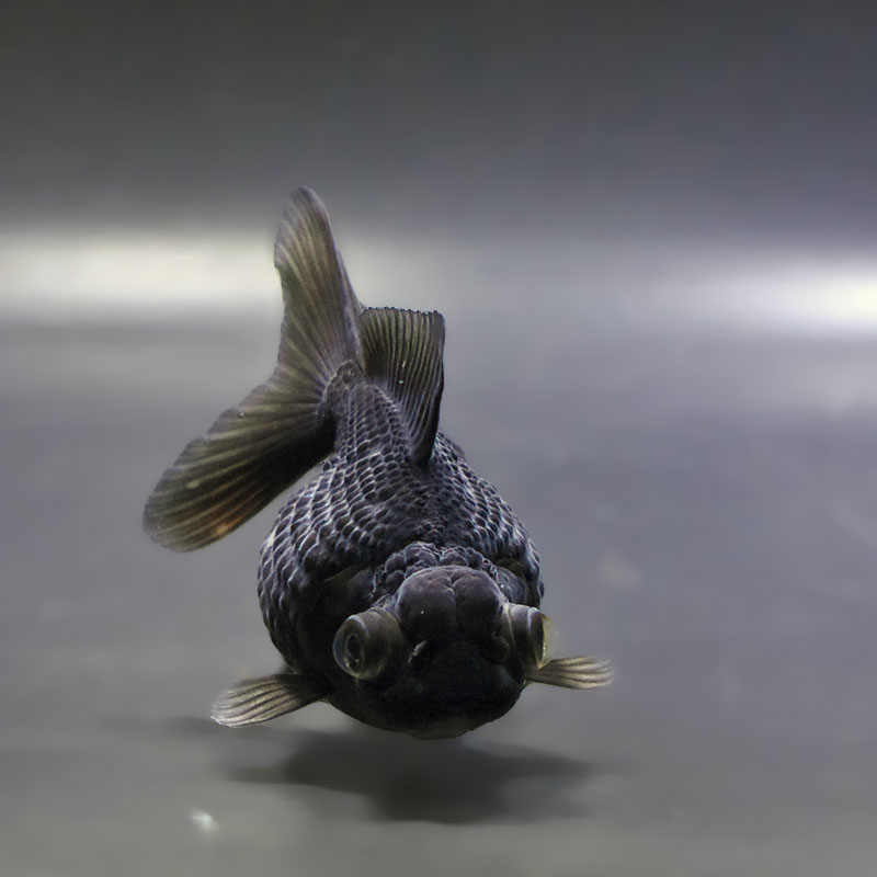 金魚王子】黒竜 8±1cm前後 (個体番号：zaq781) 金魚 きんぎょ 生体