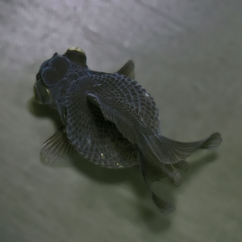 金魚王子】黒竜 8±1cm前後 (個体番号：zaq781) 金魚 きんぎょ 生体