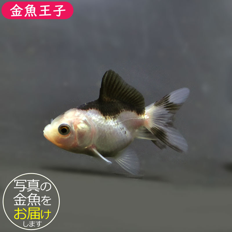 キキララさん専用　白蛇龍紋天珠たん！珍しい！ 楽天市場】白蛇天珠の通販