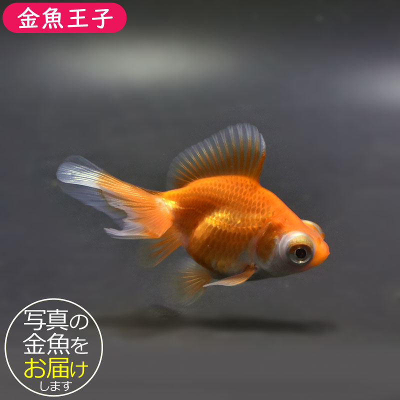 金魚 金魚王子】更紗蝶尾 7±1cm前後 (個体番号：cde553) 金魚