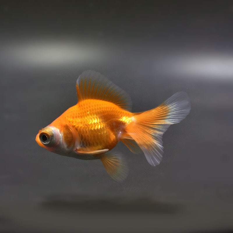 金魚王子】レッド蝶尾 7±1cm前後 (個体番号：cde556) 金魚 きんぎょ