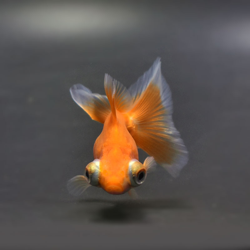 金魚王子】レッド蝶尾 7±1cm前後 (個体番号：cde556) 金魚 きんぎょ