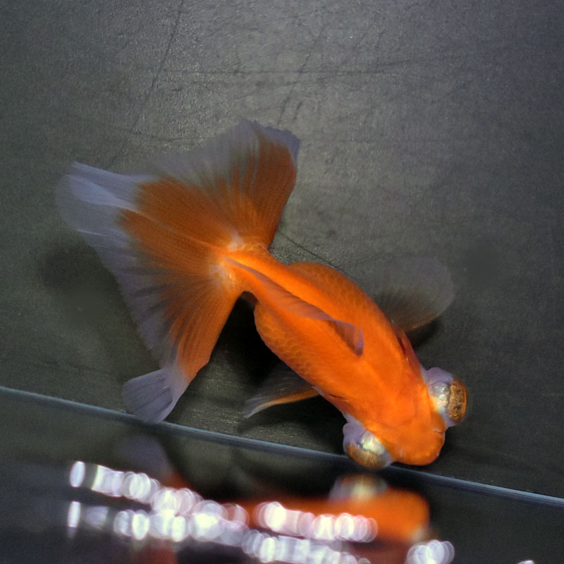 金魚王子】日本オランダ (レッド) 13cm前後 (個体番号：vfr261) 金魚