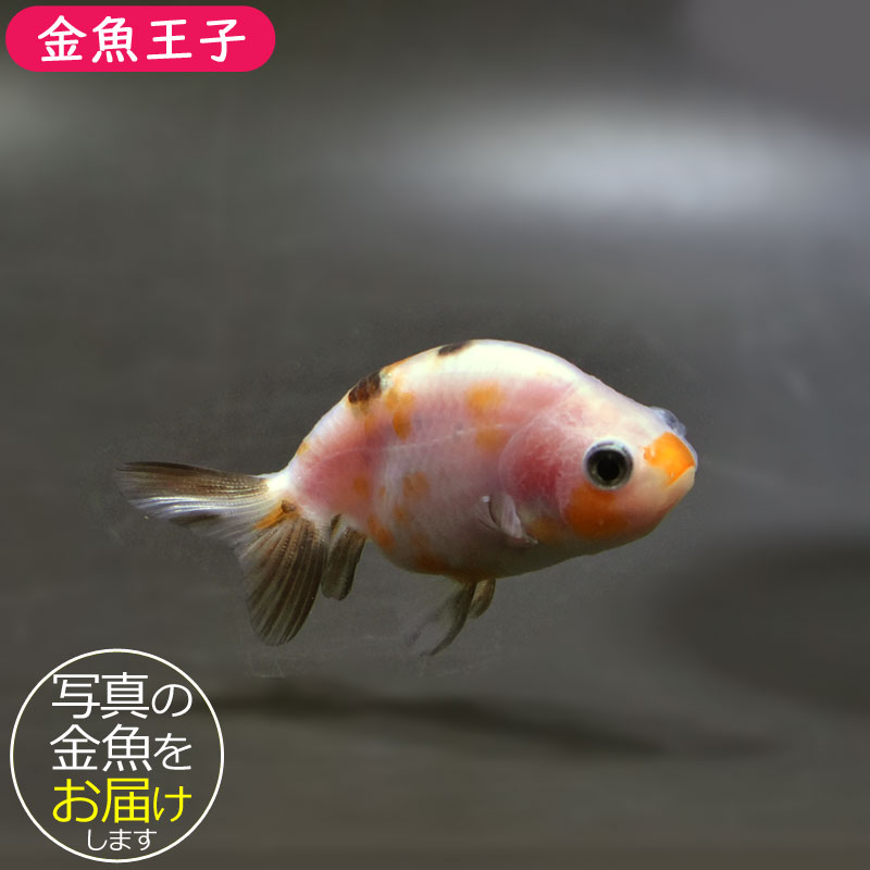 【金魚王子】変わり柄らんちゅう 6±1cm前後 (個体番号:cde729) 金魚 きんぎょ 生体 らんちゅう 厳選個体
