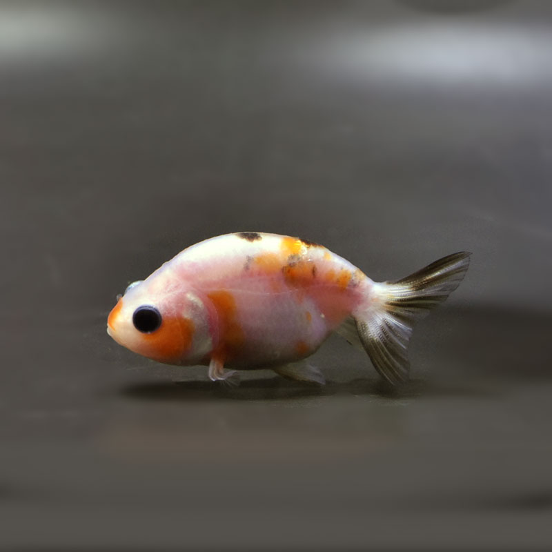 【金魚王子】変わり柄らんちゅう 6±1cm前後 (個体番号:cde729) 金魚 きんぎょ 生体 らんちゅう 厳選個体