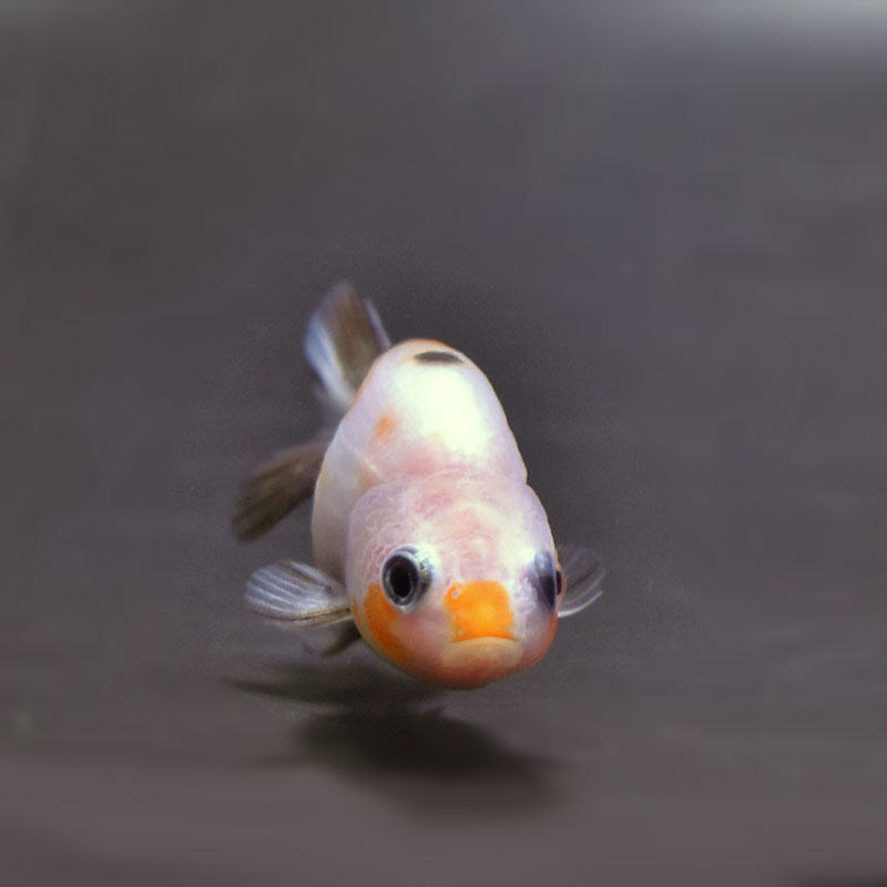 【金魚王子】変わり柄らんちゅう 6±1cm前後 (個体番号:cde729) 金魚 きんぎょ 生体 らんちゅう 厳選個体