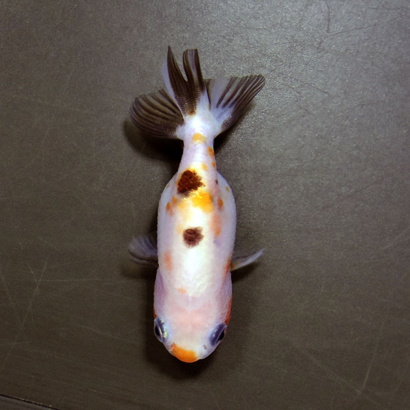 【金魚王子】変わり柄らんちゅう 6±1cm前後 (個体番号:cde729) 金魚 きんぎょ 生体 らんちゅう 厳選個体