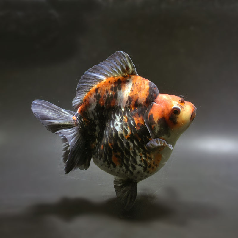 【金魚王子】琉金 (三色／ショートテールタイプ) 14.5cm前後 (個体番号：cde872) 金魚 きんぎょ 生体 琉金 厳選個体