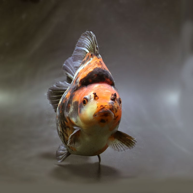 【金魚王子】琉金 (三色／ショートテールタイプ) 14.5cm前後 (個体番号：cde872) 金魚 きんぎょ 生体 琉金 厳選個体