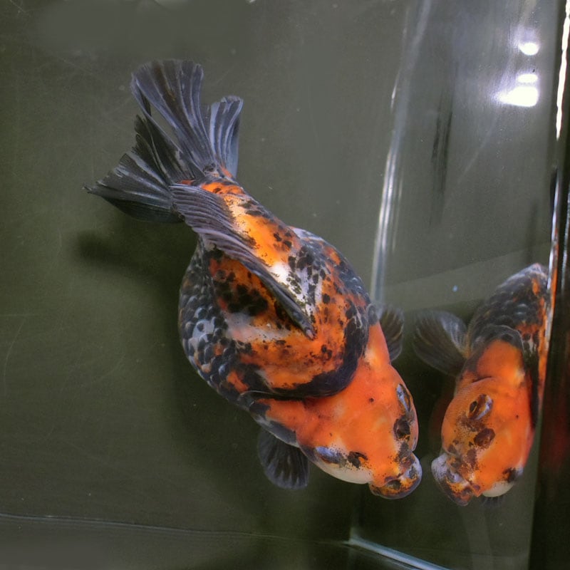 【金魚王子】琉金 (三色／ショートテールタイプ) 14.5cm前後 (個体番号：cde872) 金魚 きんぎょ 生体 琉金 厳選個体