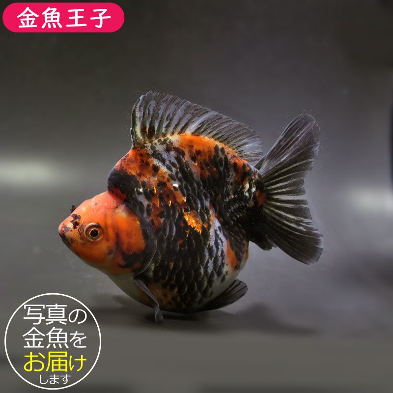 【金魚王子】琉金 (三色／ショートテールタイプ) 14.5cm前後 (個体番号：cde872) 金魚 きんぎょ 生体 琉金 厳選個体