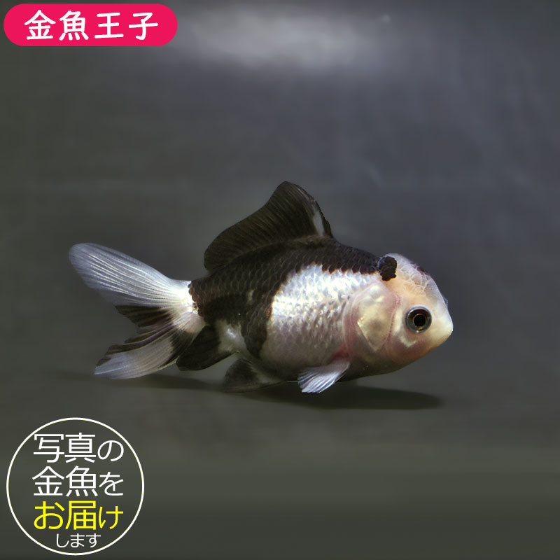 【金魚王子】白黒オランダ  7.5±1cm前後 (個体番号：xsw142) 金魚 きんぎょ 生体 オランダ獅子頭 厳選個体