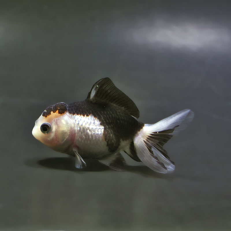 【金魚王子】白黒オランダ  7.5±1cm前後 (個体番号：xsw142) 金魚 きんぎょ 生体 オランダ獅子頭 厳選個体