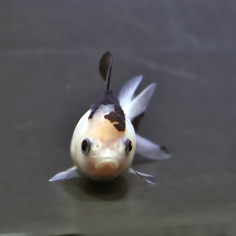 【金魚王子】白黒オランダ  7.5±1cm前後 (個体番号：xsw142) 金魚 きんぎょ 生体 オランダ獅子頭 厳選個体