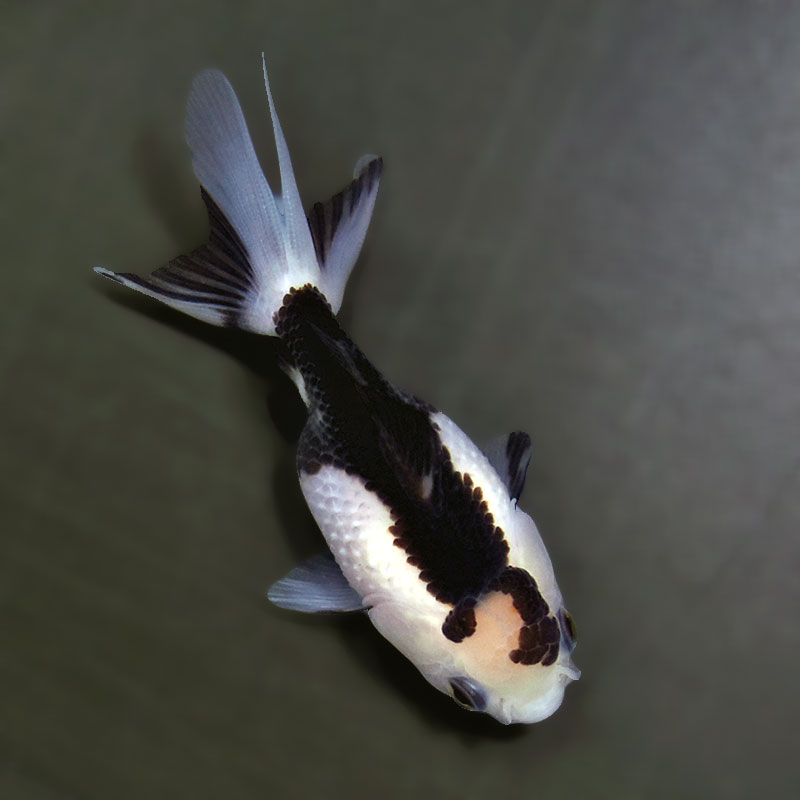 【金魚王子】白黒オランダ  7.5±1cm前後 (個体番号：xsw142) 金魚 きんぎょ 生体 オランダ獅子頭 厳選個体