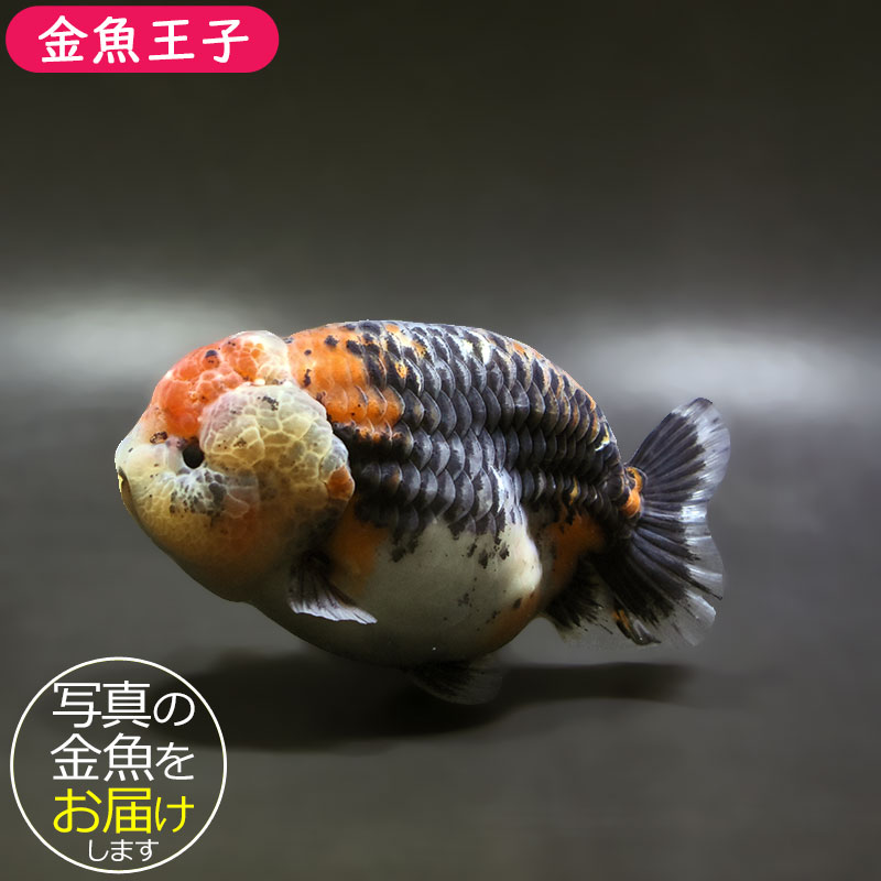 【金魚王子】キリンらんちゅう 11.5cm前後 (個体番号:xsw303) 金魚 きんぎょ 生体 らんちゅう 厳選個体