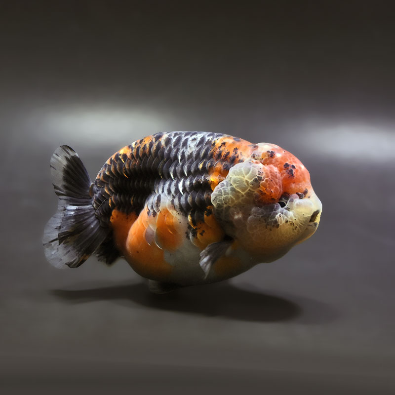 【金魚王子】キリンらんちゅう 11.5cm前後 (個体番号:xsw303) 金魚 きんぎょ 生体 らんちゅう 厳選個体