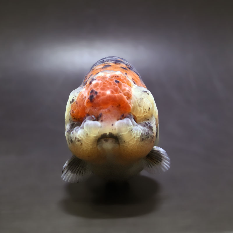 【金魚王子】キリンらんちゅう 11.5cm前後 (個体番号:xsw303) 金魚 きんぎょ 生体 らんちゅう 厳選個体