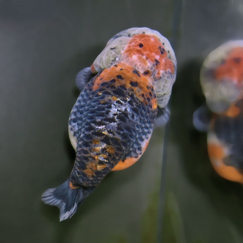 【金魚王子】キリンらんちゅう 11.5cm前後 (個体番号:xsw303) 金魚 きんぎょ 生体 らんちゅう 厳選個体