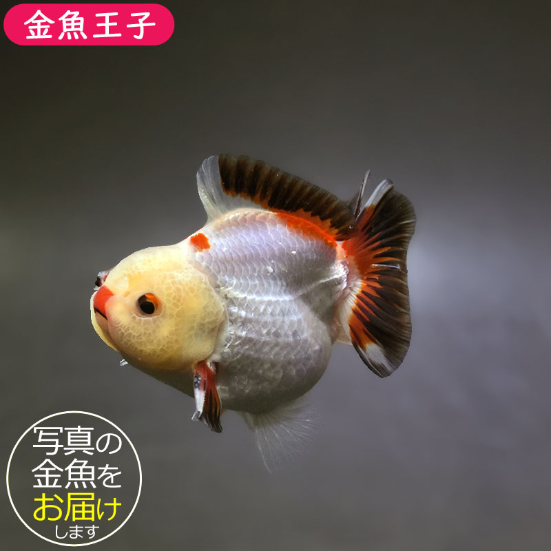 大型金魚。 フランスで巨大「金魚」が釣り上げられる、体重30キロ - BBCニュース