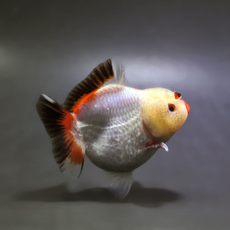 金魚　 金魚王子】トリカラーオランダ 9±1cm前後 (個体番号：xsw493) 金魚