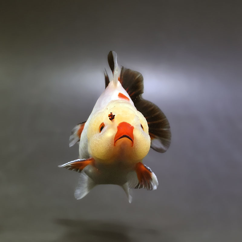 金魚王子】トリカラーオランダ 9±1cm前後 (個体番号：xsw493) 金魚