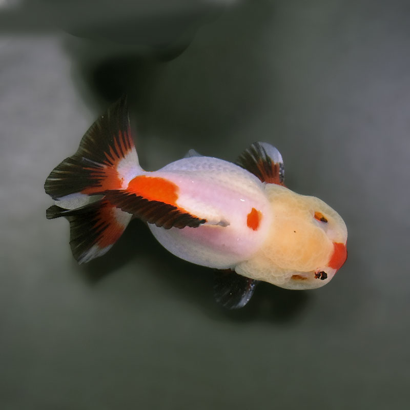 大型金魚。 大きくなる金魚の品種8選｜和金・オランダ系など大きく育つ金魚をご
