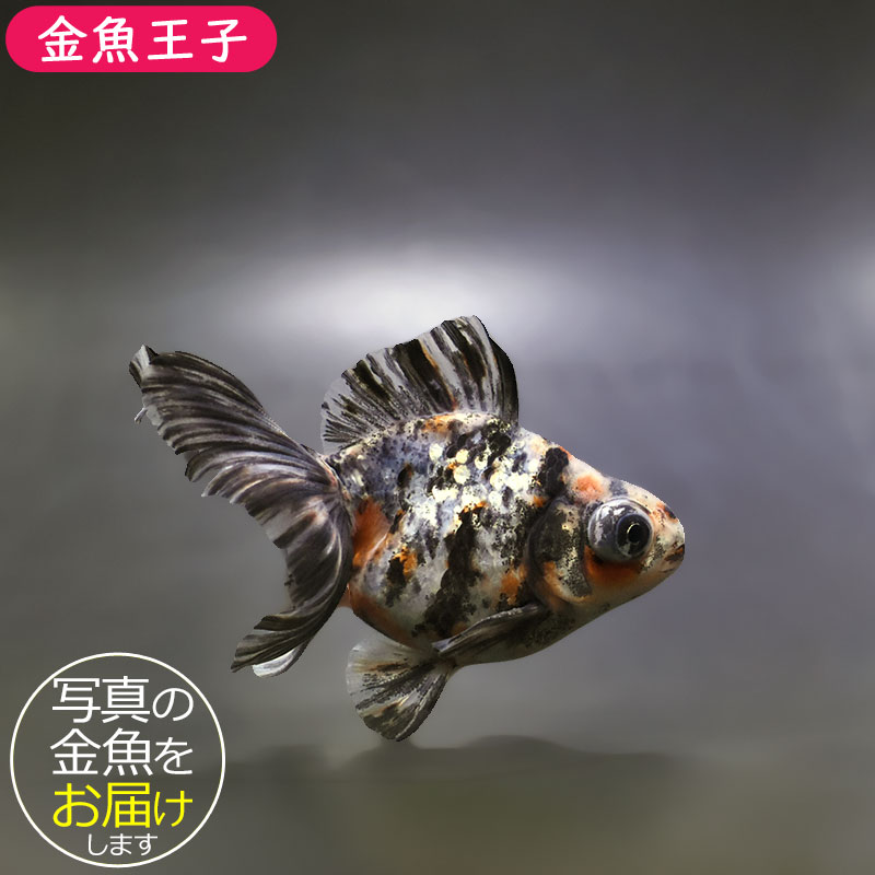 【金魚王子】キャリコ蝶尾 9.5±1cm前後 (個体番号:xsw671) 金魚 きんぎょ 生体 蝶尾 厳選個体