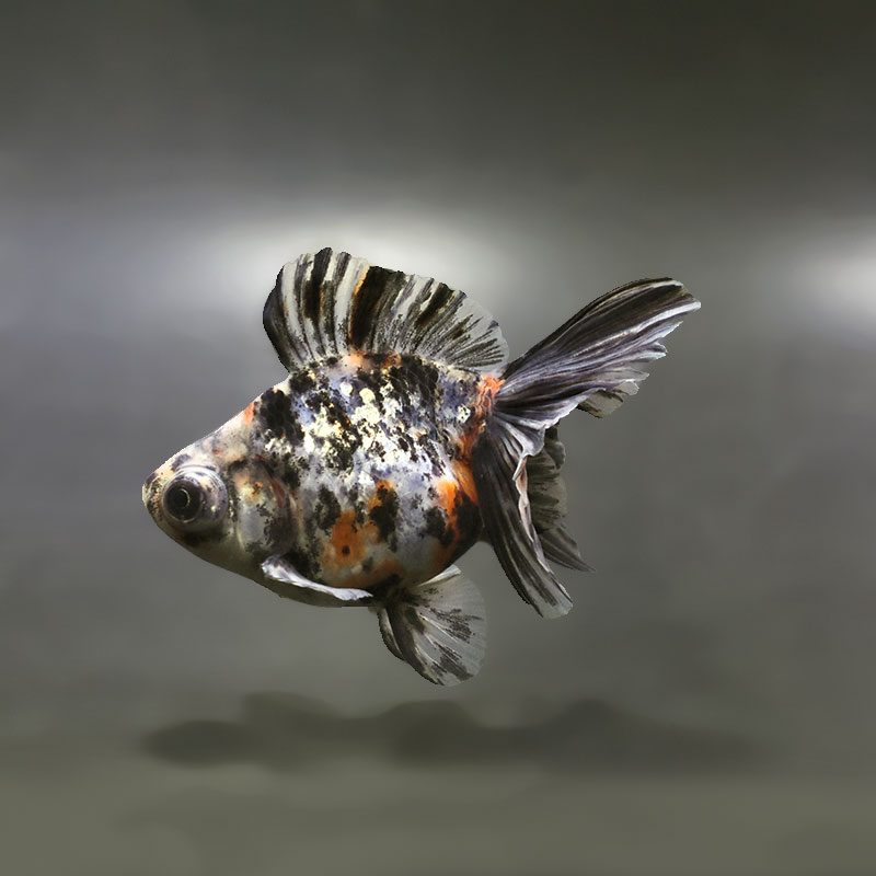 【金魚王子】キャリコ蝶尾 9.5±1cm前後 (個体番号:xsw671) 金魚 きんぎょ 生体 蝶尾 厳選個体