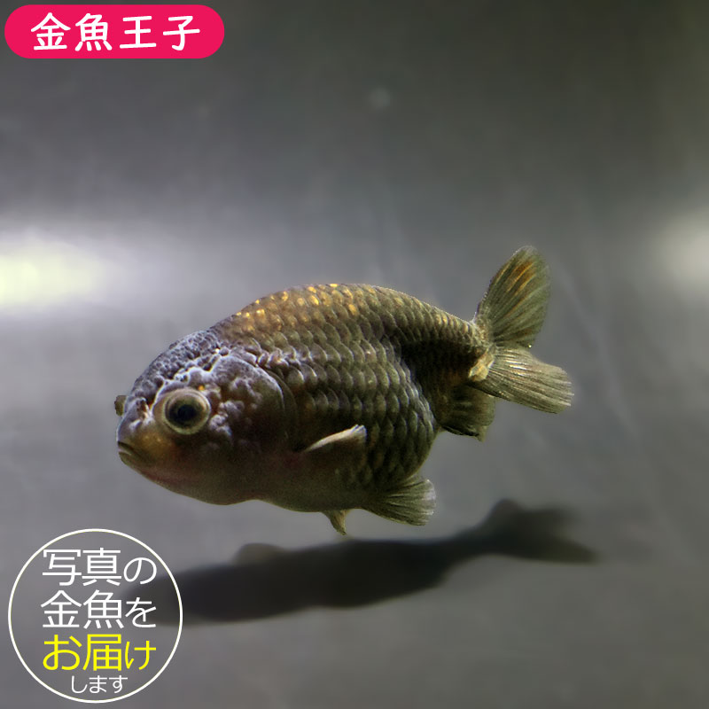 金魚王子】ブラックらんちゅう 7±1cm前後 (個体番号：xsw986) 金魚