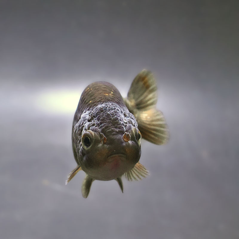 らんちゅう七匹 金魚王子】ブラックらんちゅう 7±1cm前後 (個体番号：xsw986) 金魚
