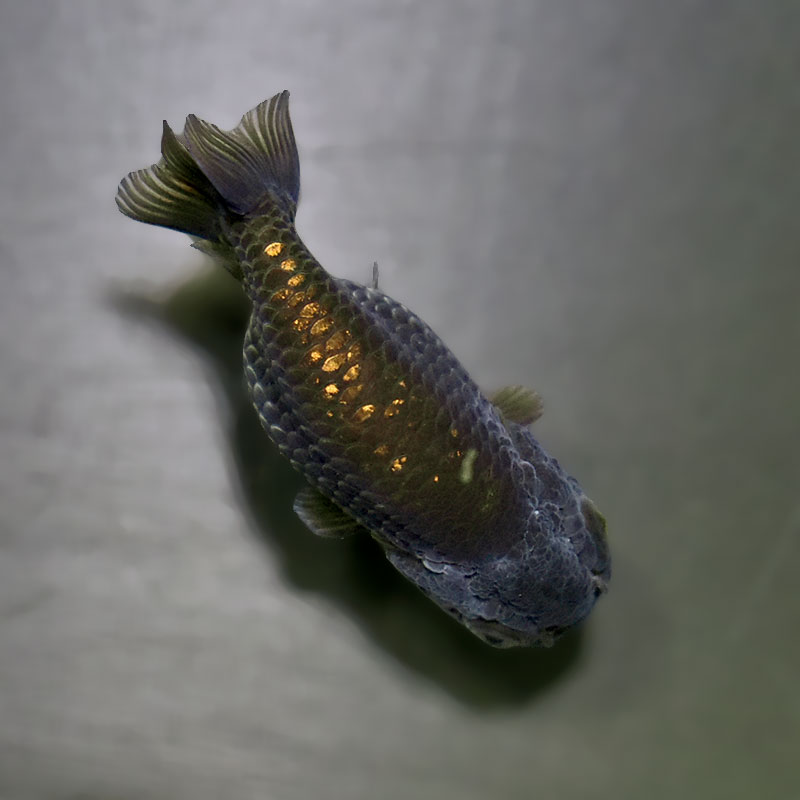らんちゅう七匹 金魚王子】ブラックらんちゅう 7±1cm前後 (個体番号：xsw986) 金魚