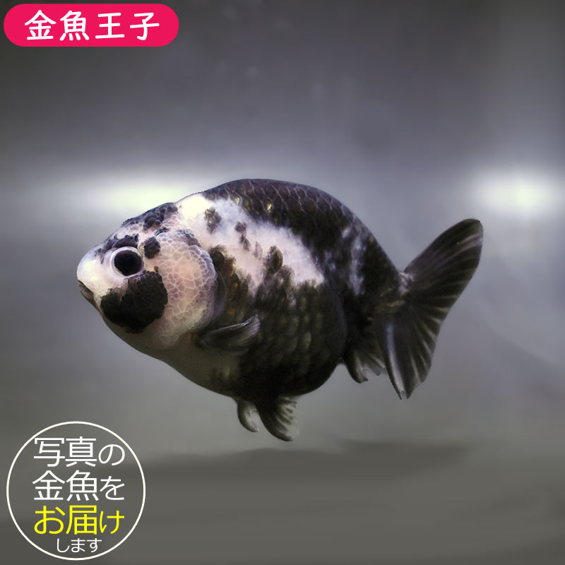 金魚王子】白黒らんちゅう 10.5cm前後 (個体番号：zaq262) 金魚