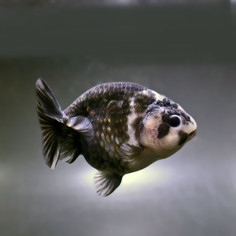 金魚王子】白黒らんちゅう 10.5cm前後 (個体番号：zaq262) 金魚