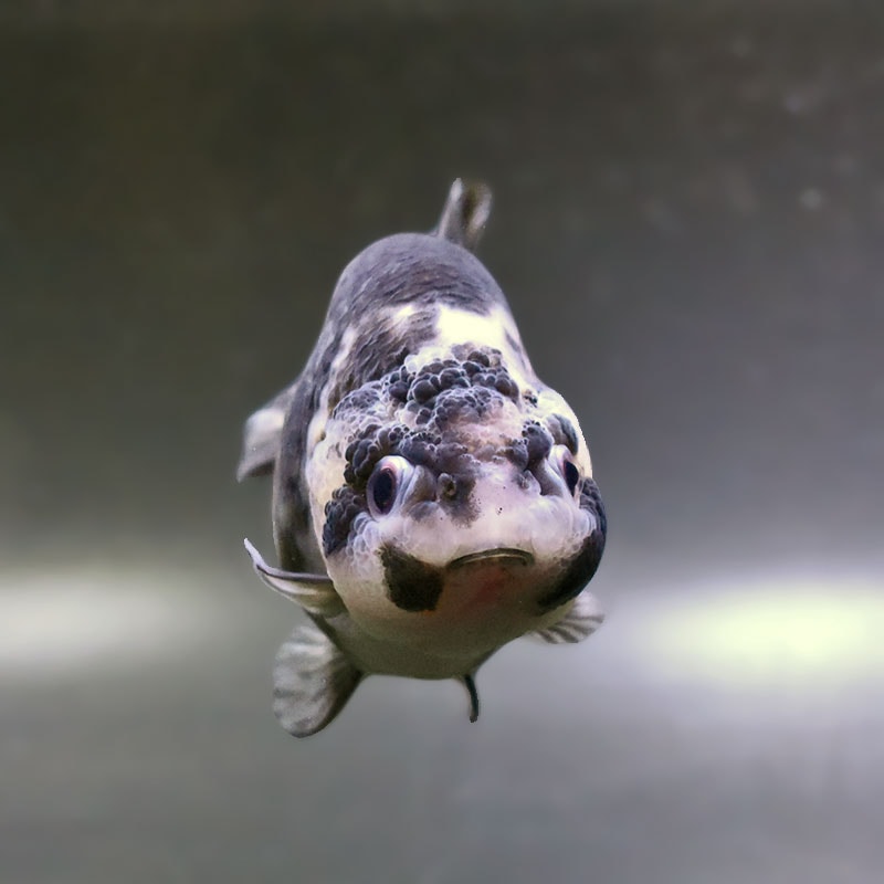 金魚王子】白黒らんちゅう 10.5cm前後 (個体番号：zaq262) 金魚