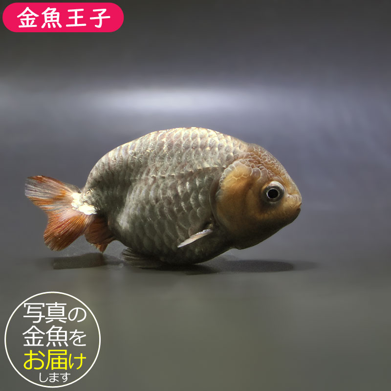 金魚王子】メノウらんちゅう 8.5cm前後 (個体番号：zaq437) 金魚