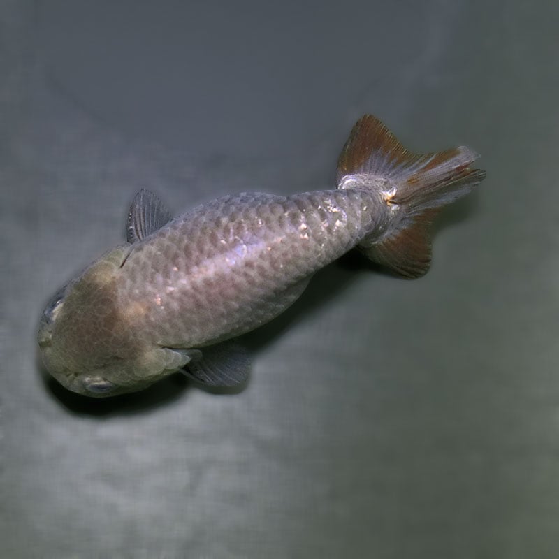 金魚王子】メノウらんちゅう 8.5cm前後 (個体番号：zaq437) 金魚