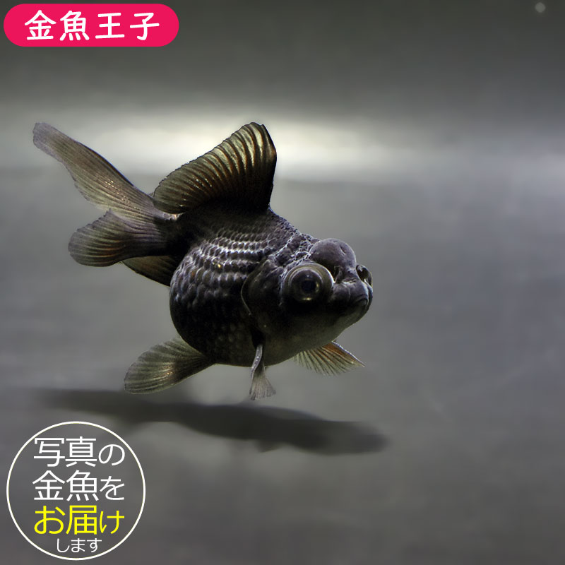 金魚王子】黒竜 8±1cm前後 (個体番号：zaq782) 金魚 きんぎょ 生体