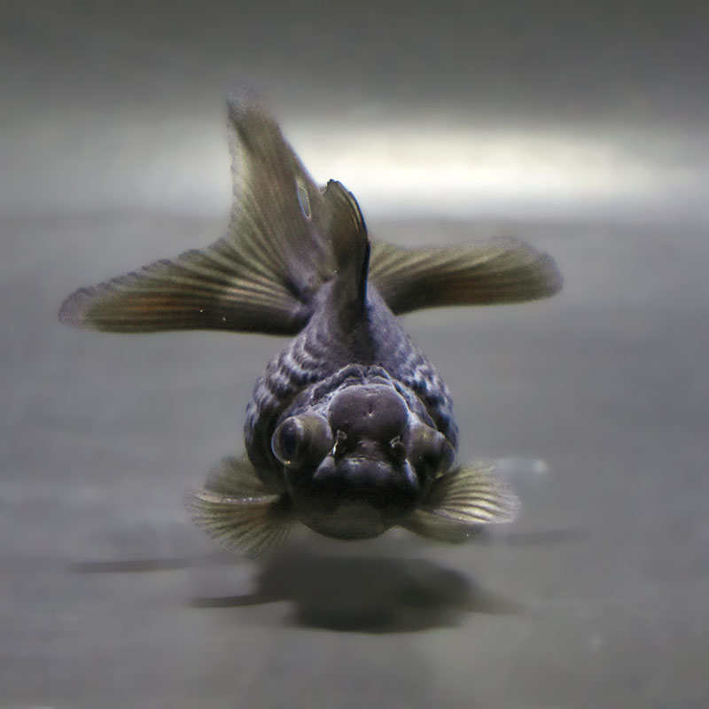 金魚王子】黒竜 8±1cm前後 (個体番号：zaq782) 金魚 きんぎょ 生体