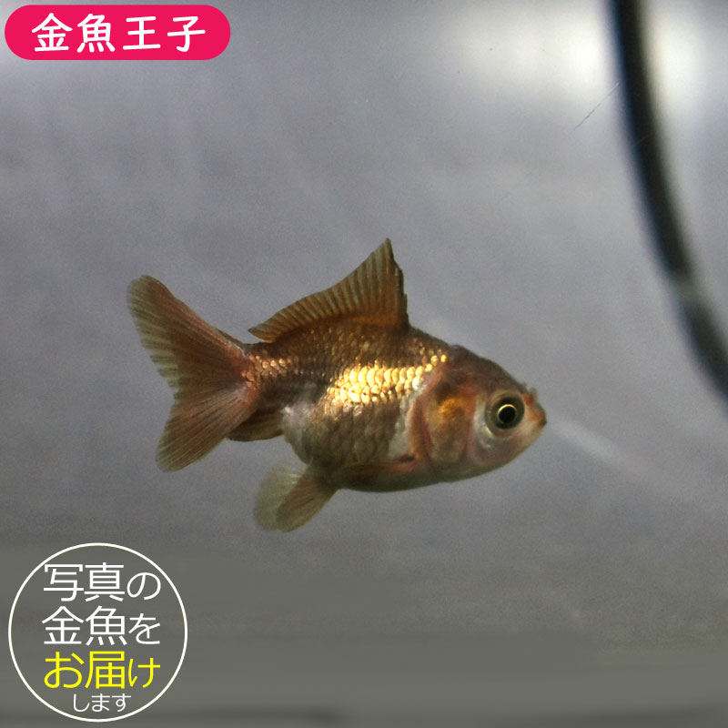 金魚王子】ベビーオランダ 5.5±1cm前後 (個体番号：cde184) 金魚