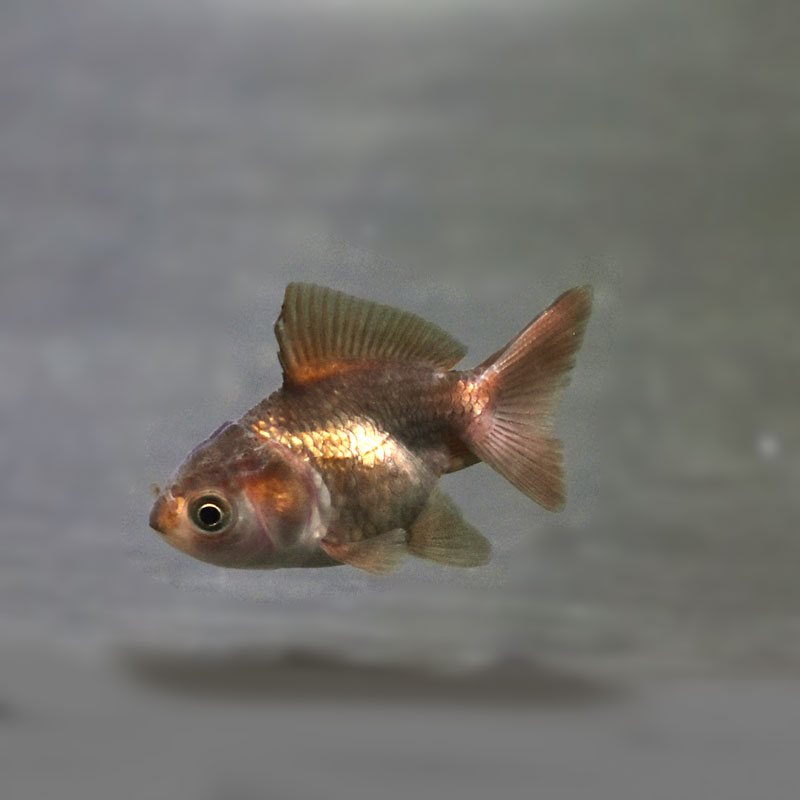 金魚ページ Amazon.co.jp: GEX 金魚元気 ぶくぶく水キレイセットL 初めて